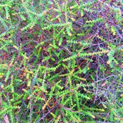 Native Currant (Acrotriche Depressa)