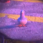 Pigeon (Big Hero 6)
