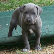 Blue Lacy