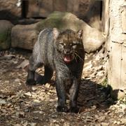 Jaguarundi