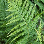 Eagle Fern (Pteridium Aquilinum)