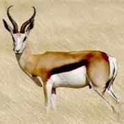 Springbok