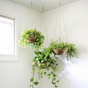 Hanging Plant