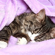 Touching Soft Fabric/ Fur