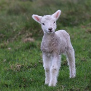 As Innocent as a Lamb