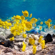 Kealakekua Bay, Kona, Hawaii