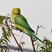 Rose-Ringed Parakeet