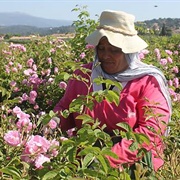 Perfume Composition in Pays De Grasse, France