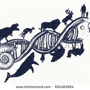 Evolution Is a Progression From Inferior to Superior Organisms Resulting Increase in Complexity