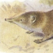 Eisentraut's Mouse Shrew