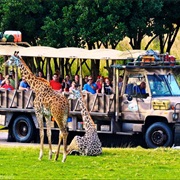 Ride in a Safari