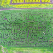 Edmonton Corn Maze