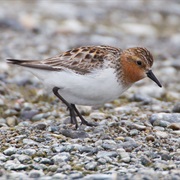 Red-Necked Stint