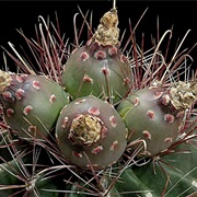 Ferocactus Hamatacanthus