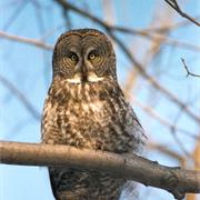 Great Gray Owl
