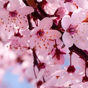 Cherry Blossoms
