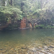 Mangahuia Central NI