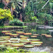 Kanapaha Botanical Gardens