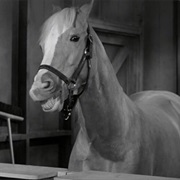 &quot;A Horse Is a Horse of Course, of Course&quot; (Mr Ed)