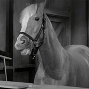 "A Horse Is a Horse of Course, of Course" (Mr Ed)