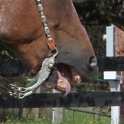 He Has an Undescended Testicle