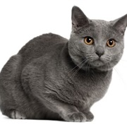 Chartreux