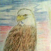 Eagle Angelina Jensen