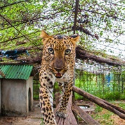 Kampot Zoo, Cambodia