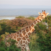 Murchison Falls National Park, Uganda