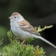 Field Sparrow