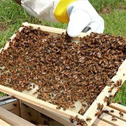 Bee Farming