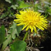 Dandelions