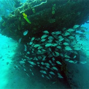 Snorkeling in Carlisle Bay