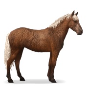 Curly - Flaxen Chestnut