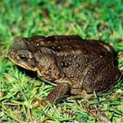 Cane Toad