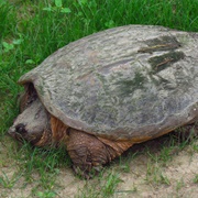 Snapping Turtle