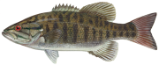 Smallmouth Bass