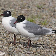 Franklin's Gull