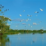 Cross the Amazon River