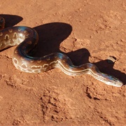 Rainbow Boa (Epicrates Cenchri)