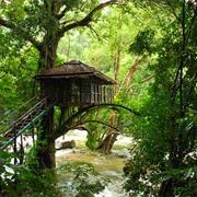 Visit the National Park in Wayanad and Stay in a Tree House