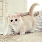 Munchkin Cat