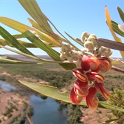 Grevillea at Branco's Lookout