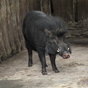 Philippine Warty Pig