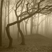 Hoia Baciu Forest, Romania