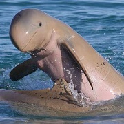 Australian Snubfin Dolphin
