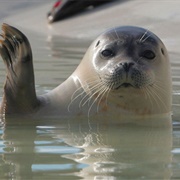 Ecomare, Texel, Netherlands