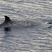 Southern Bottlenose Whale