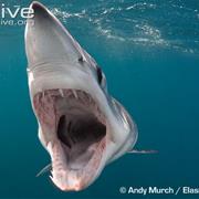 Shortfin Mako Shark