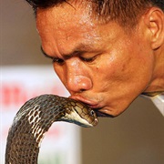 Kiss a Cobra